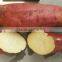 High Quality Fresh Sweet Potato