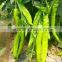 F1 Pepper For Growing New Golden Fortune 808