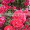 Fresh cut muticolor rose flower