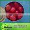 2014 crop canned straw berry