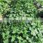 Kareem F1 Hybrid Cucumber Seeds