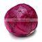 high yield early maturity red cabbage seeds
