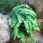 Class B1 fire protective artificial fern plants for dinosaur museum decoration