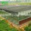 Tomato/Lettuce/Eggplant/Strawberry Hydroponic Glass Greenhouse