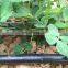 16mm Drip Irrigation/Drip Irrigation Pipe , Distance 10-100 cm
