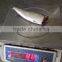 Head off gutted tail off Frozen sardine fish and Sardinella longiceps