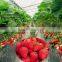 2015 NEW crops canned strawberry