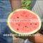 Honey Sweet rich juice and high resistance watermelon seeds