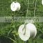 Greenhouse hydroponics accessories tomatoes clips