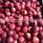 Chinese Huaniu apple Fresh red delicious apple fruit fresh