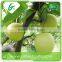 2016 New china bulk fresh crown pear