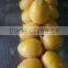 fresh egyptian dates saison 2016