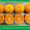 Foodstuff Of Fresh Chinese Baby mandarin orange fruit