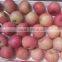 Chinese Exporter Fresh Red Fuji Apple Fruits Natural Growth Containing Vitamin C