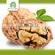 raw light pieces walnut kernels export price