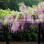2016 High Purity Chinese Wisteria Seeds For Growing