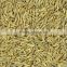 FINE QUALITY CUMIN SEED FROM INDIA