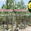 for outdoor landscaping ornamental bonsai plants