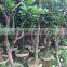 pomelo fruit tree
