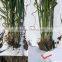 ISO9001 certification humic acid water soluble fertilizer