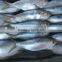 Frozen Sardine fish