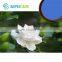 Natural Pigment Food Colorant 100% Gardenia Blue Powder