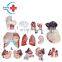HC-S241 Human three-gender life-size body & organs anatomy model