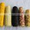 IQF frozen yellow sweet corn kernels