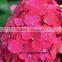 Fresh Cut Flowers Wholesale High Quality Cut Fresh Hydrangea With 50cm Long Stem