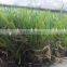 Football field synthetic grass carpet
