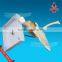 Shoulder joint model