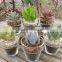 Great Garden Decoration Glassware Clear Succulent Glass Pot