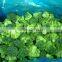 supply new crop iqf frozen broccoli