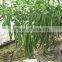High Yield Peel Long Sharp Pepper Seeds Chinese Vegetable Seeds for Growing-Xian La 28