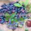 Manufactuerer supply High-quality Blueberry P.E blueberry fruit Powder Vaccinium uliginosum L.