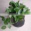 greenhouse grow bag