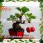 Artificial plants and trees/china supplier artificial Red Pomegranate bonsai tree