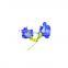 factory supply best price butterfly pea flower powder