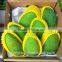 Factory Direct Hottest Selling EPE Colorful Fruit Foam Packing Net/Lazihouzhentao