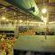 Complete Set Automatic Poultry Breeding Equipment for Chicken