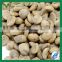 green arabica coffee beans bulk green coffee beans for sale