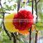 Party decoration& pom poms & peony flower ball