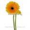 Export high quality foam gerbera flower gerbera flower seeds with 70-80cm long from Yunnan, China