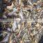 Yellow Croaker Supplier