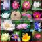 2015 Water Lily Lotus Seeds For Growing For Family Pot Landscape