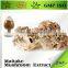 Natural Maitake Mushroom Plant Extract