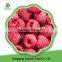 China High Quality New Crop Iqf Frozen Raspberry Price