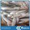 Canned Frozen Sardine Fish whole sale seafood