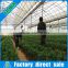 PE film Multi span greenhouse for tomato