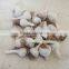 High quality garlic separating/garlic breaking machine